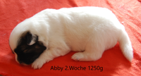 Abby 2